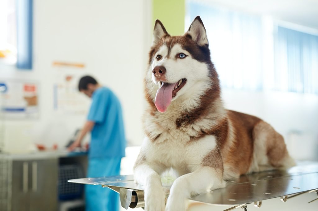 contacto veterinario jp