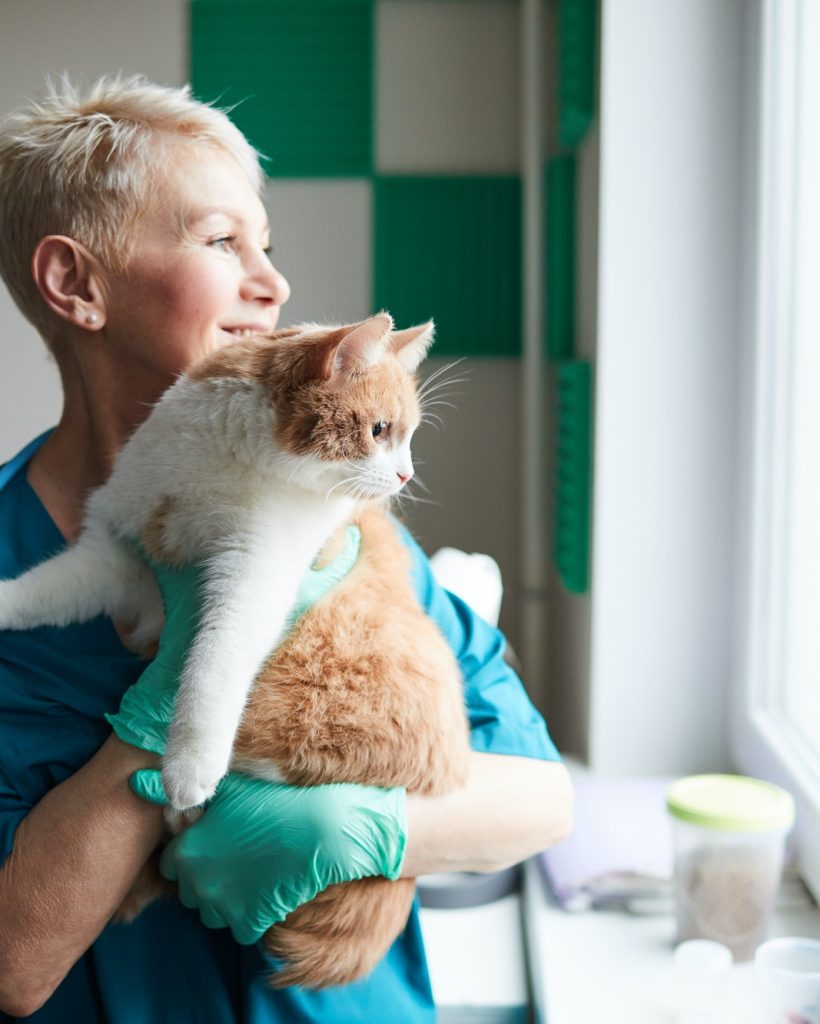 veterinario de confianza