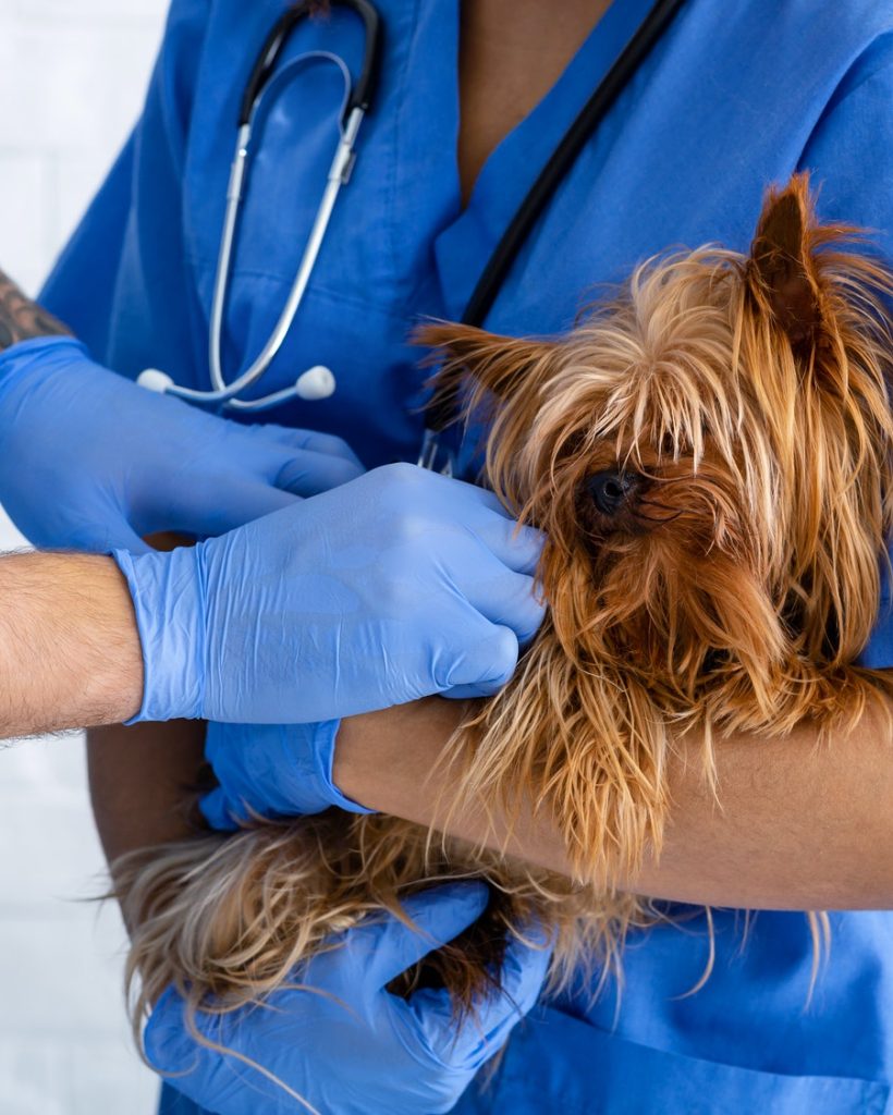 JP Veterinario en Ávila